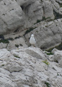 Möwe