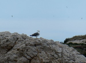 Möwe
