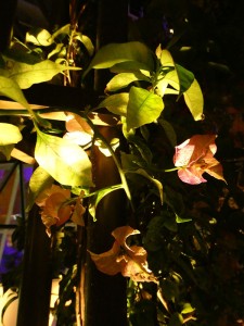 Central Park bei Nacht