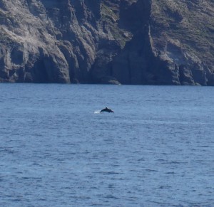 Delfin in der Ausschnittvergrößerung