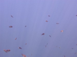 Schnorcheln vor Basiluzzo