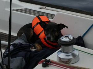 ein echter Seehund