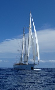 S.Y. Rhea