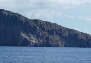 Delfine vor Basiluzzo