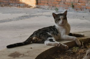 Straßenkater