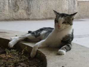 Straßenkater
