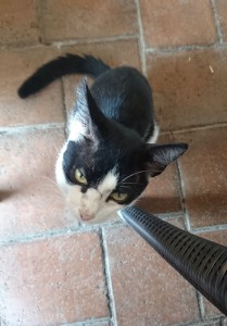 Frühstücks-Kater