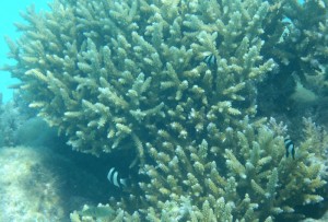 Schnorcheln in Fakarava