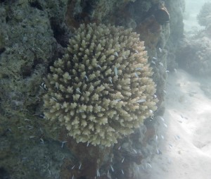 Schnorcheln in Fakarava