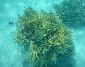 Schnorcheln in Fakarava