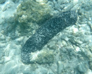 Schnorcheln in Fakarava