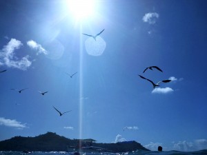 die Fregattvögel wollen auch Futter
