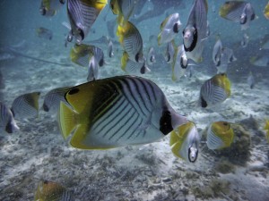 tropsiche Fische