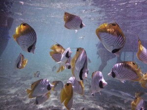 tropsiche Fische