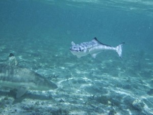 Pilotfisch