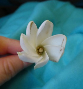 meine erste Tiare-Blüte