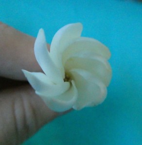 zweite Tiare-Blüte