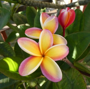 Frangipani-Blüte