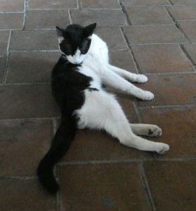 einer der Hotel-Kater