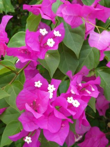 Bougainville