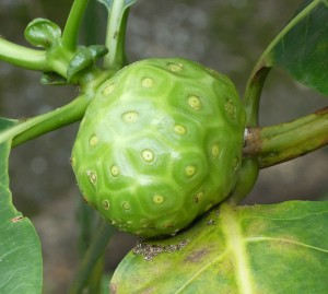 Noni-Frucht