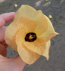 Blüte