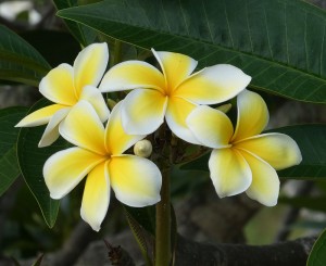 Frangipani