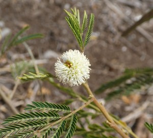 Mimosenblüte