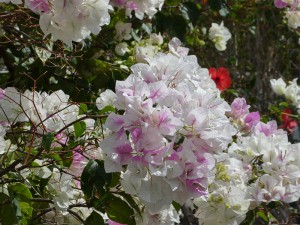 Bougainvillea