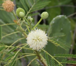 Mimosenblüte