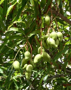 Mangos