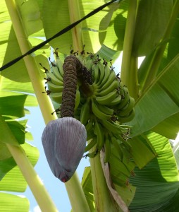 Bananen-Blüte