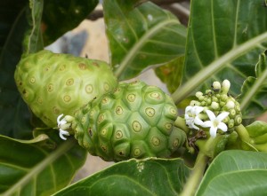 Noni