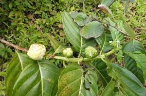 Noni - von der Blüte zur reifen Frucht