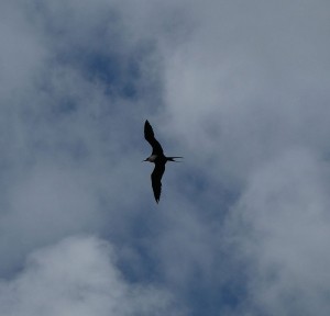 Fregattvogel