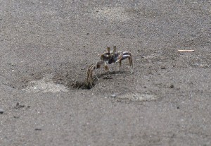Krabben am Strand