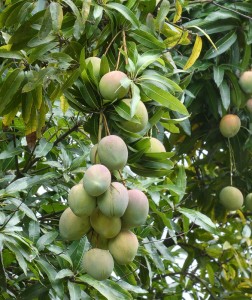 Mangos