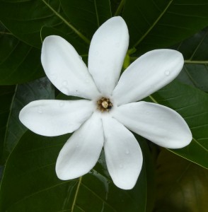 Tiare-Blüte