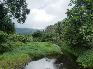 Wanderung - noch in Omoa