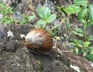 Schnecke
