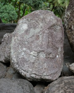Tikikopf