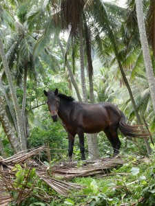 Pferd im Kokosnusswald