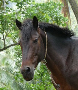 Pferd im Kokosnusswald