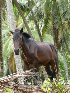 Pferd im Kokosnusswald