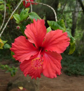 Hibiskus