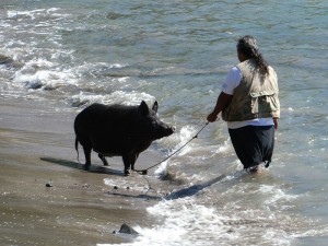 Schweinedame Lola badet