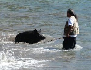 Schweinedame Lola badet