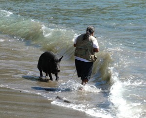 Schweinedame Lola badet