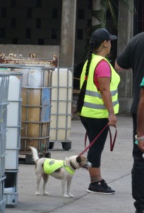 Rattensuchhund Dora