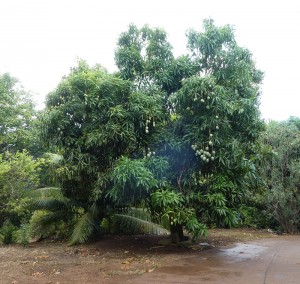 großer Mangobaum
